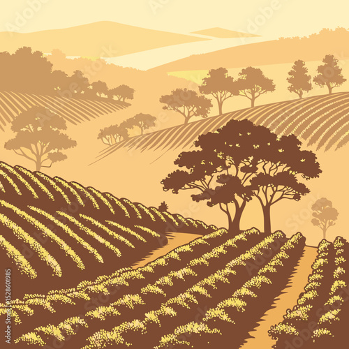 vineyard at sunset