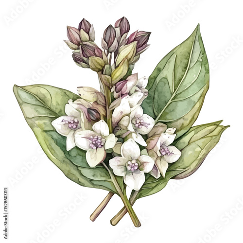 A Bogbean Bouquet, watercolor illustration vector, high quality, isolated on a white background.