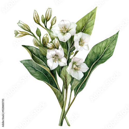 A Bogbean Bouquet, watercolor illustration vector, high quality, isolated on a white background.
