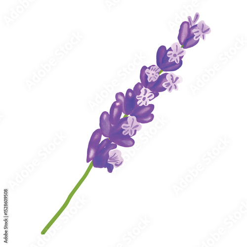purple lavender isolated on white
