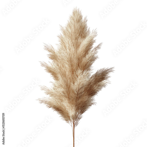 Pampas Grass on Green Background - Elegant