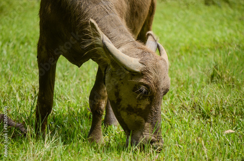 Asian Water Buffalo in Rice Field