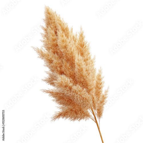 Pampas Grass, Dried Flower, Natural Decor