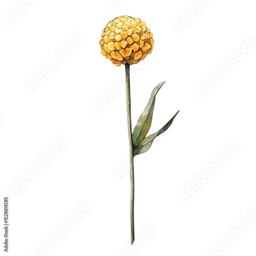 A Billy Button Stem, watercolor drawing vector, high quality, isolated on a white background.