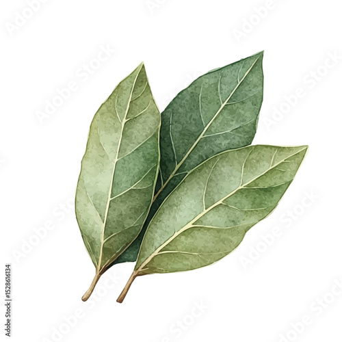 watercolor vector of A Bay Leaf, high quality, isolated on a white background.