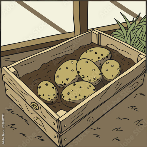 potatoes in a basket