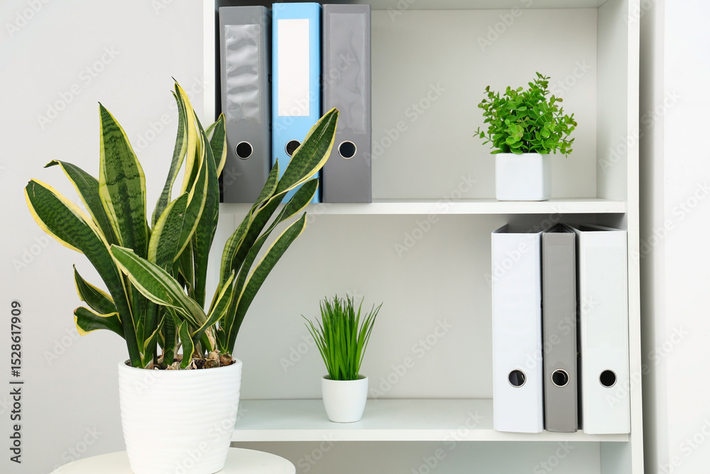 Fototapeta premium Sansevieria houseplant on table near shelving unit in office, closeup