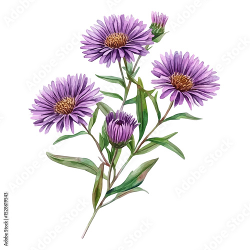 A Aster Stem Bouquet, watercolor painting vector, high quality, isolated on a white background.