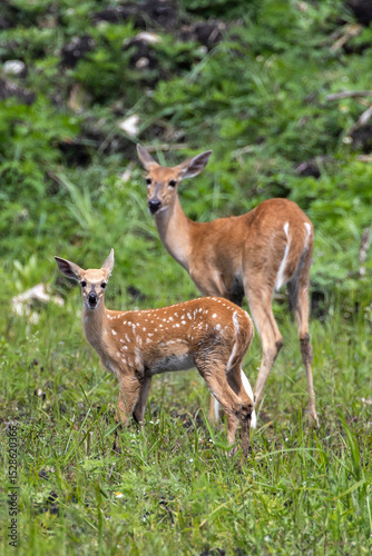 white tail deer south Florida