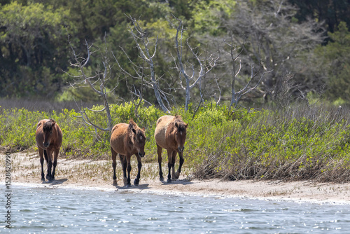 Feral Horses Beaufort North Carolina