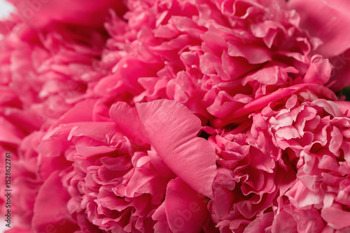Fototapeta Naklejka Na Ścianę i Meble -  Texture of beautiful pink peony flowers, closeup