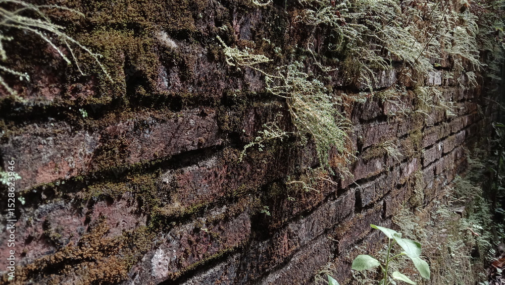 Obraz premium Close-up of weathered brick wall with moss and plant life