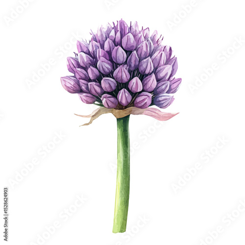watercolor of A Allium Stem, vector high quality, isolated on a white background.