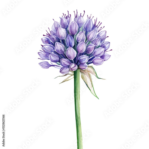 A Allium Stem, watercolor painting vector, high quality, isolated on a white background.