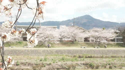 京都　桜　加茂川