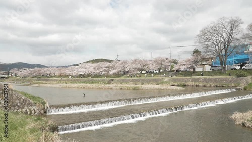 京都の加茂川　桜