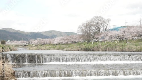 京都　加茂川の流れ　桜