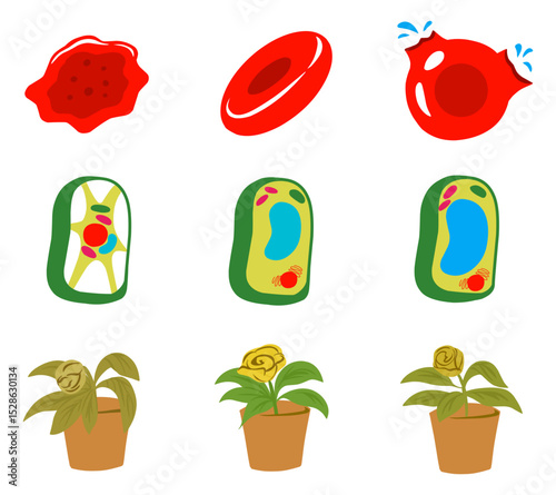 A clear infographic illustration set showing plasmolysis in plant and animal cells, highlighting cell membrane changes, and osmotic effects. Ideal for biology education and science visuals