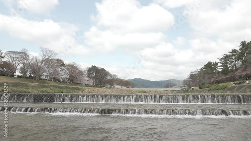 京都　川の流れ　桜