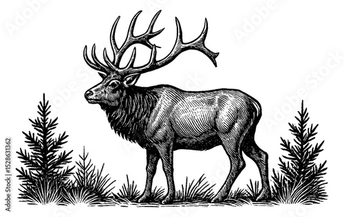 Engraved Illustration of an Elk Standing Tall in Forest Black and White Detailed