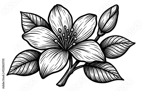 Detailed Black and White Line Art Drawing of Flower and Leaves Branch
