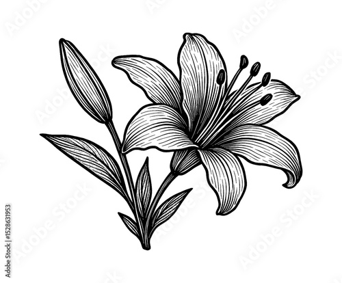 Detailed Black and White Line Art Illustration of a Lily Flower with Leaves and Stem
