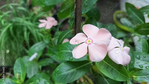 Vibrant pink Periwinkle flower (Catharanthus roseus) with water droplets, a popular tropical flowering plant used in traditional medicine.