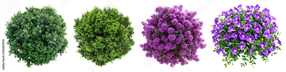 Obraz premium PNG Vibrant floral decorative elements, element set on transparent background
