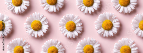 Fresh white daisy flowers arranged in circular pattern on soft pink background evoke joy