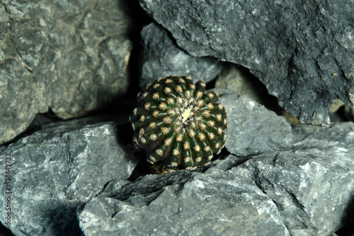 Close up Discocactus horstii on artificial habitat, live at rock cliff crevice stone surface