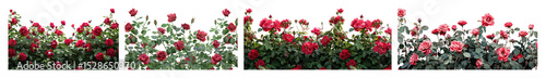 PNG Vibrant blooming red roses, element set on transparent background