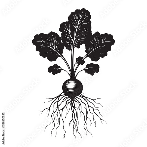 Silhouette of a beet with leaves, prairie turnip plant silhouette vector, Radish Silhouette Vector