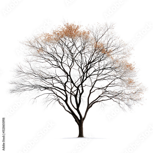 A tree with no leaves is standing alone on a white background