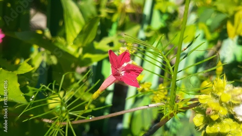 Rincik bumi (Ipomoea quamoclit) flower in the garden. Also known as cypress vine, cypress vine morning glory, cardinal creeper, cardinal vine, star glory, star of Bethlehem or hummingbird vine.