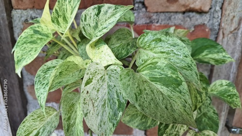 Vibrant Golden Pothos (Epipremnum aureum): Devil's Ivy, Money Plant, a Top Choice for Easy Care