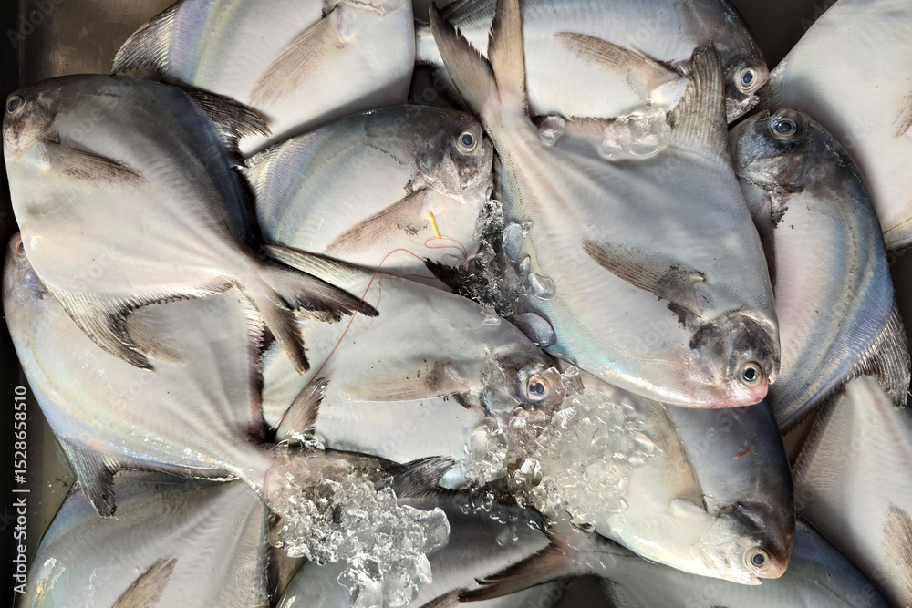 Fototapeta premium Fresh Silver Pomfret Fish Displayed at an Asian Wet Market