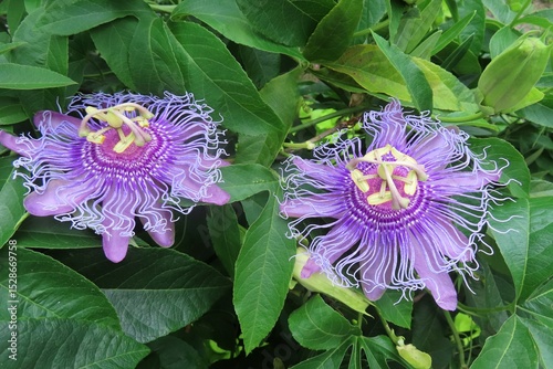 Фототапет Purple passiflora flowers in Florida zoologilcal garden, closeup