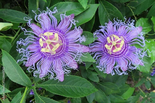 Tableau sur toile Purple passiflora flowers in Florida zoologilcal garden, closeup
