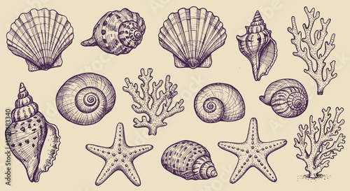 Vintage illustration of various seashells and corals on beige background  