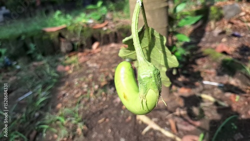 Curved green young eggplant growing on tree, unripe aubergine in early stage of growth for organic farming
