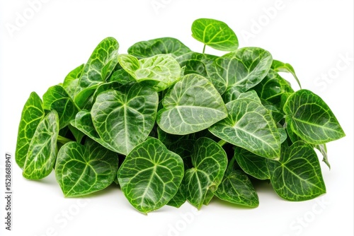Cluster of green anthurium leaves on display for botanical studies and plant identification purposes