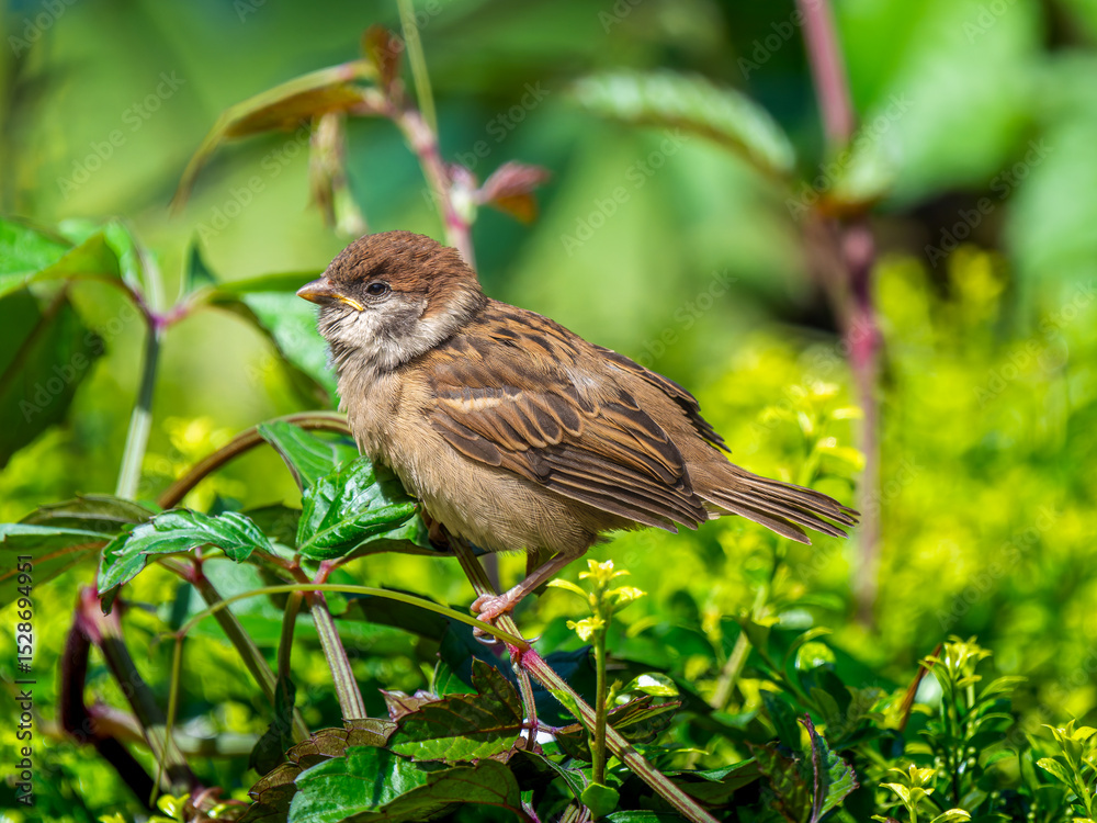 Naklejka premium 枝にとまるスズメ