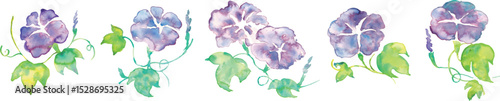 朝顔の水彩イラスト。夏のアサガオのベクター水彩。夏の水彩背景。Watercolor illustration of morning glory. Summer morning glory vector watercolor. Summer watercolor background.