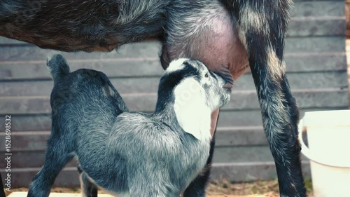 lop-eared two-day-old baby goat drinking milk from mother goat on farm