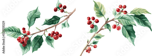 2 sets of Coffee tree leaves and red berries with different patterns, in clip art style, isolated on white background