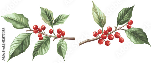Two branches of coffee tree with red berries and green leaves isolated on white background, in watercolor style