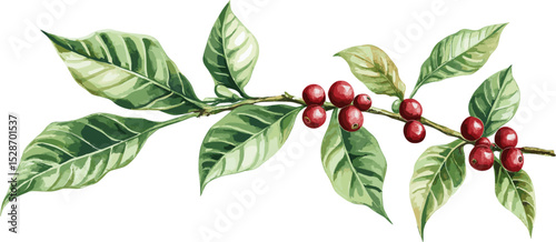 Coffee tree branch with red berries and green leaves isolated on white background, in watercolor style