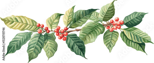 Coffee tree leaves and red berries, white background. Hand drawn watercolor illustration