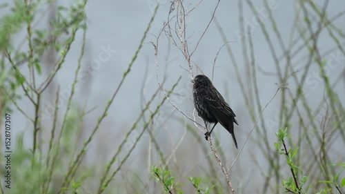 A female red winged blackbird perched on a dead weed on a rainy day.