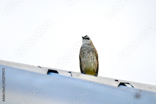 Pycnonotus goiavier on roof.